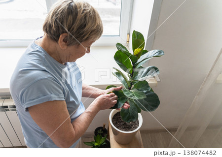 Elderly woman carefully wipes dust from leaves of a Ficus lyrata tree with a cloth while tending to plants and housework. Indoor gardening, mindfulness, and connection with nature in personal space. Elderly woman carefully wipes dust from leaves of a Ficus lyrata tree with a cloth while tending to plants and housework. Indoor gardening, mindfulness, and connection with nature in personal space. 138074482