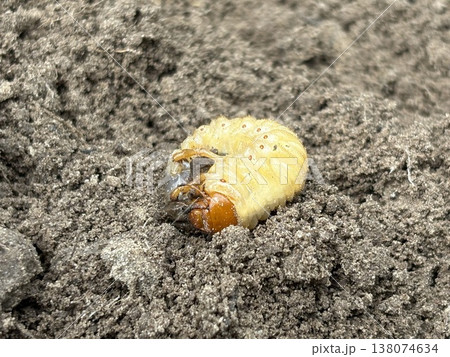 White larva of the garden pest on the ground, close-up. White larva of the garden pest on the ground, close-up. 138074634