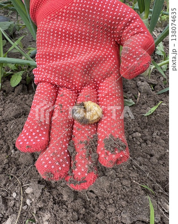 A gardener's hand in a red glove holds a cockchafer larva A gardener's hand in a red glove holds a cockchafer larva 138074635