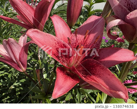close-up of a bright pink lily flower in a garden close-up of a bright pink lily flower in a garden 138074638