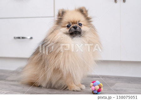A cute Pomeranian dog plays with a ball A cute Pomeranian dog plays with a ball 138075051