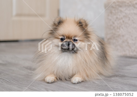cute pomeranian dog in a home stop on the floor 138075052