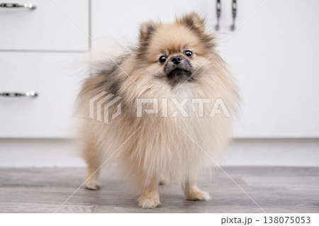 cute pomeranian dog in a home stop on the floor 138075053