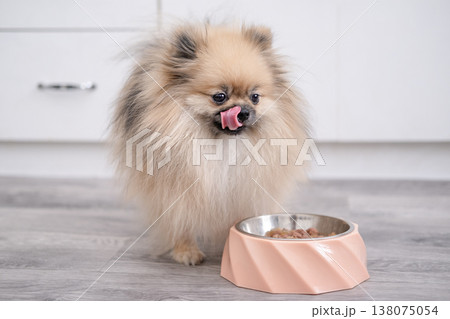 A cute Pomeranian dog at home eating from a bowl on the floor 138075054