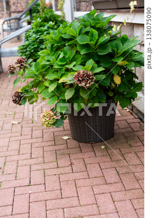 Hydrangea plant growing in rustic wicker pot placed on paved garden patio. Outdoor floral decoration for house exterior design. Landscaping concept with blooming shrub in courtyard. 138075090