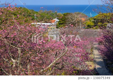 沖縄県国頭郡今帰仁村今泊　世界文化遺産今帰仁城跡の参道の階段の早咲き琉球寒緋桜並木と青い海 138075349