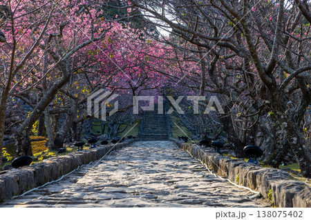 沖縄県国頭郡今帰仁村今泊　世界文化遺産今帰仁城跡の参道の早咲き琉球寒緋桜並木 138075402