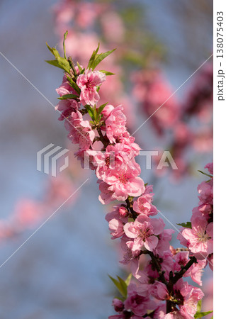 春の訪れを知らせる桃の花 138075403