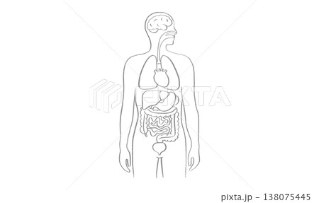 Internal Organs Sketch 138075445