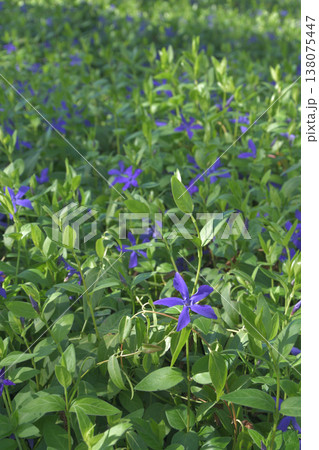 ブーローニュの森に咲く Vinca hirsuta の花 パリ 2026年3月17日 ブーローニュの森に咲く Vinca hirsuta の花 パリ 2026年3月17日 138075447