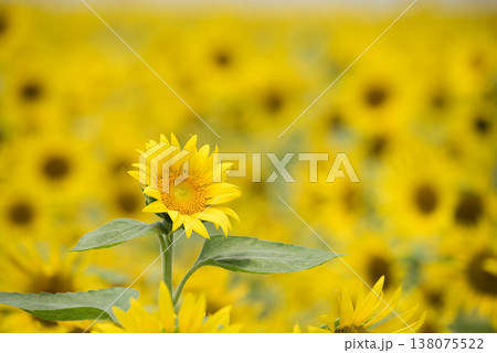 ヒマワリ畑の1本のヒマワリの花 138075522