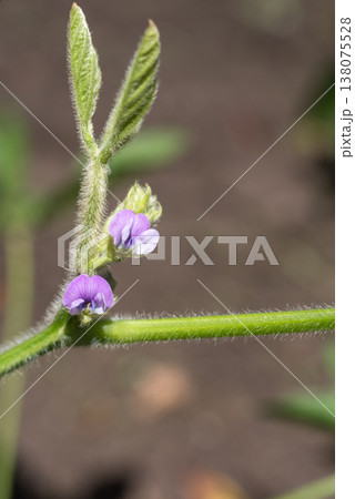 畑の紫の黒大豆の花 138075528