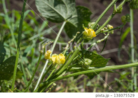 畑の小豆の花 畑の小豆の花 138075529