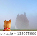 霧の中の大きな木と柴犬の後ろ姿 138075600