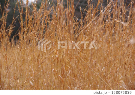枯草 枯草 138075859