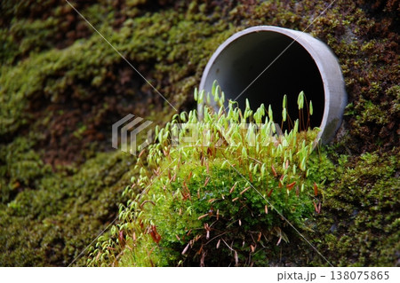 苔の生えた擁壁 苔の生えた擁壁 138075865