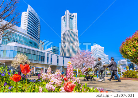 日本の横浜都市景観3月24日。エアキャビンの桜木町駅や横浜ランドマークタワー、満開の桜、花などを望む 138076031