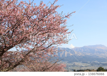 河津さくら咲く(阿蘇山) 河津さくら咲く(阿蘇山) 138076066