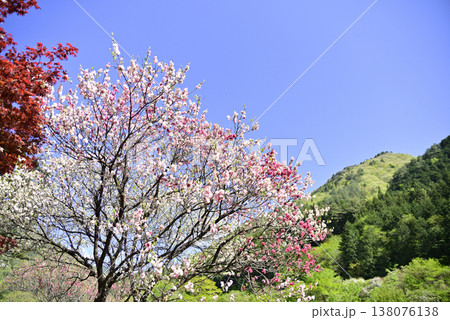 南飛騨小坂はなもも 南飛騨小坂はなもも 138076138