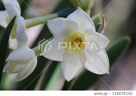 早春の庭に咲く白いフサザキスイセンの花 早春の庭に咲く白いフサザキスイセンの花 138076192