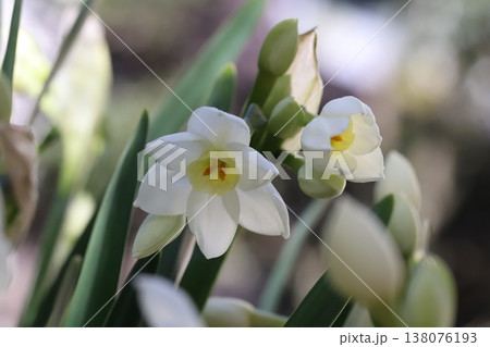 早春の庭に咲く白いフサザキスイセンの花 早春の庭に咲く白いフサザキスイセンの花 138076193