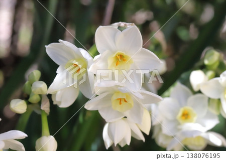 早春の庭に咲く白いフサザキスイセンの花 早春の庭に咲く白いフサザキスイセンの花 138076195