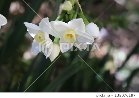 早春の庭に咲く白いフサザキスイセンの花 早春の庭に咲く白いフサザキスイセンの花 138076197
