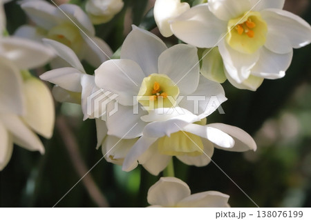 早春の庭に咲く白いフサザキスイセンの花 138076199