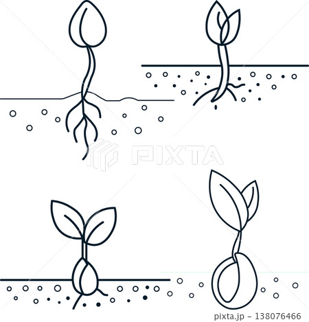 Line art drawing of seedling germination stages with New Life 138076466