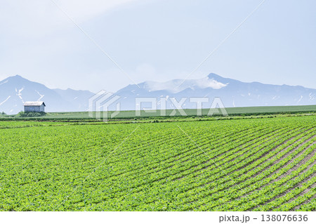夏の北海道　広大な農地と小屋（北海道イメージ） 138076636