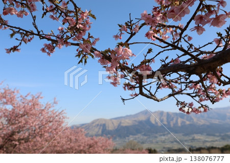 河津さくら咲く(阿蘇山) 河津さくら咲く(阿蘇山) 138076777