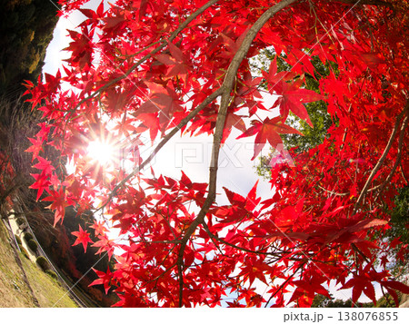 真っ赤な紅葉 真っ赤な紅葉 138076855