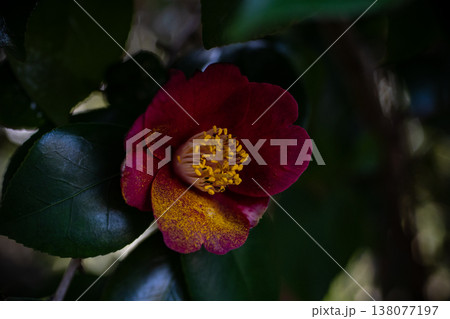 自然光に照らされた赤い椿の花 自然光に照らされた赤い椿の花 138077197