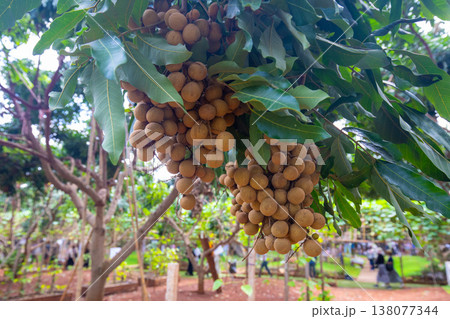 タイ国の果物ラムヤイが木になっているところ 138077344