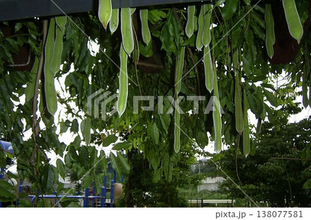 藤棚に絡まる開の開花開花後に垂れさがる種子鞘 1 138077581