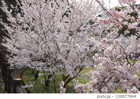 香川県 東かがわ市 白鳥温泉の桜 2025年4月 138077664