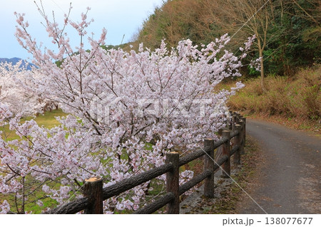 香川県 東かがわ市 白鳥温泉の桜 2025年4月 香川県 東かがわ市 白鳥温泉の桜 2025年4月 138077677