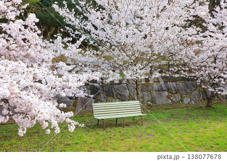 香川県 東かがわ市 白鳥温泉の桜 2025年4月 香川県 東かがわ市 白鳥温泉の桜 2025年4月 138077678