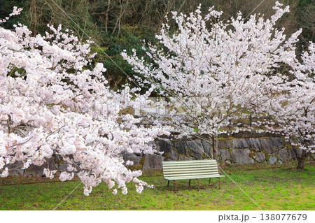 香川県 東かがわ市 白鳥温泉の桜 2025年4月 香川県 東かがわ市 白鳥温泉の桜 2025年4月 138077679