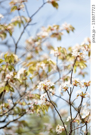 春の公園に咲く桜　春の花 138077723
