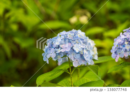 新緑の背景に咲く水色の紫陽花 138077748