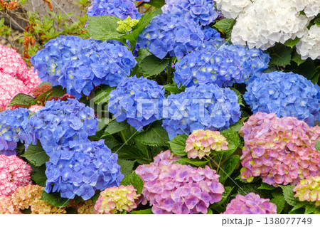 色とりどりに咲き誇る紫陽花の花壇 色とりどりに咲き誇る紫陽花の花壇 138077749