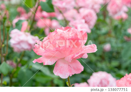 満開に咲く淡いピンクの薔薇 満開に咲く淡いピンクの薔薇 138077751
