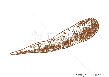Carrot drawing in linear engraving style. Hand drawn vegetable illustration for culinary menu design. Artistic graphic sketch of root vegetable ingredient for healthy food concept. 138077832