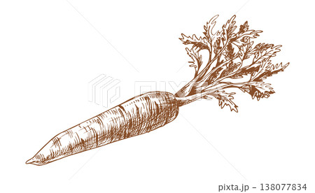 Hand drawn carrot illustration. Sketch of raw root vegetable with leaves for organic food design. Vintage ink engraving style drawing of farm product isolated on white background. 138077834