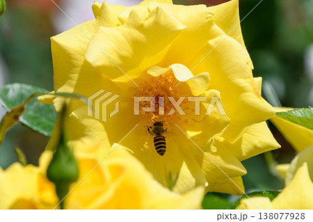 黄色いバラの花に集まり蜜を吸うミツバチ 138077928