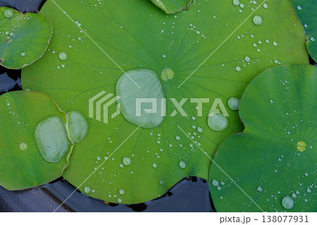 ハスの葉の上に丸く溜まった透明な雨上がりの水滴 138077931