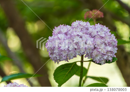 淡い紫の縁取りが美しいアジサイの花 淡い紫の縁取りが美しいアジサイの花 138078003