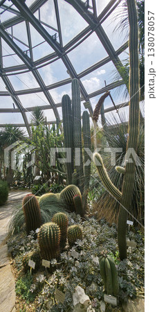 Berlin, Germany - July 03, 2025: Cacti and succulents thriving in glass greenhouse with natural light Berlin, Germany - July 03, 2025: Cacti and succulents thriving in glass greenhouse with natural light 138078057