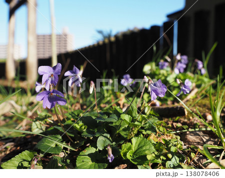 日差しの中のスミレたち（石立八幡宮の境内に咲いた菫の花々） 138078406